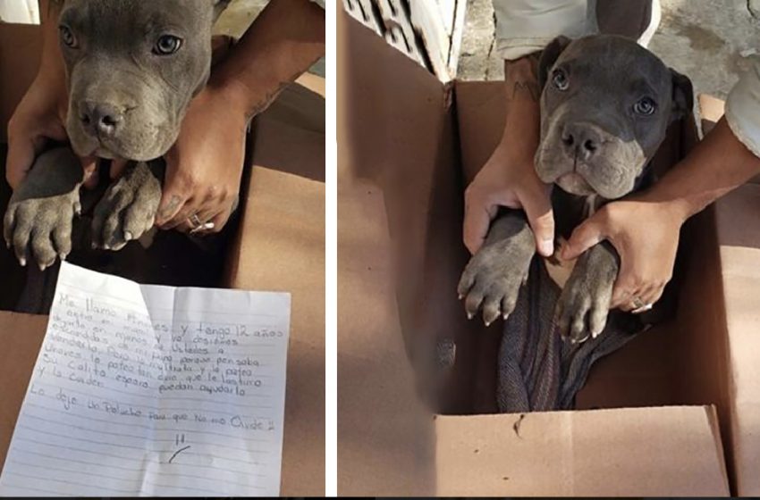  12-year-old boy made a difficult choice taking off his pit bull puppy in a box with a touching letter exterior a shelter