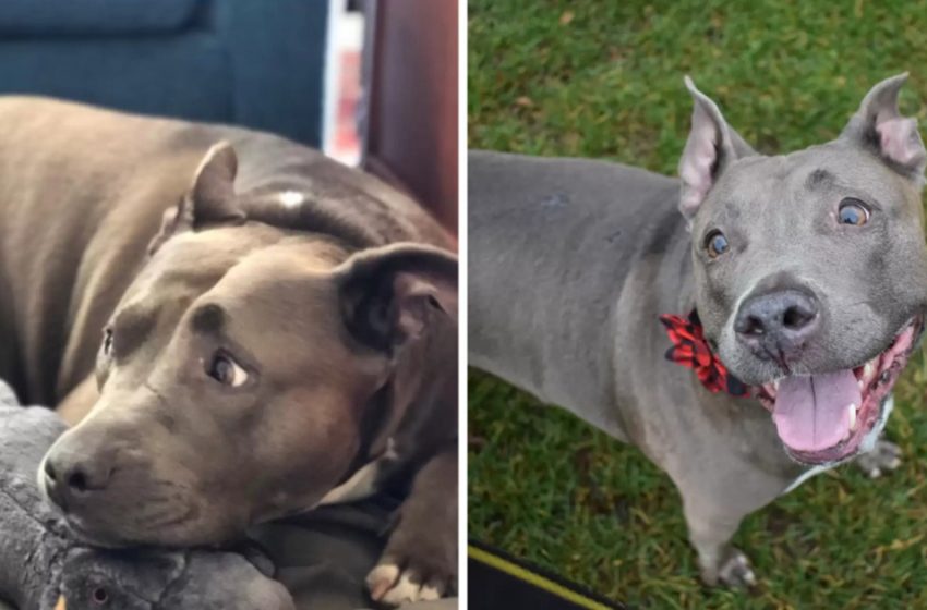  Observe As This Pit Bull Who Was Startled Of Pooches Makes Her To begin with Companion