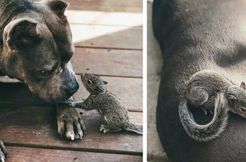  Pitbull got to be a culminate receptive mother for an stranded cute child squirrel