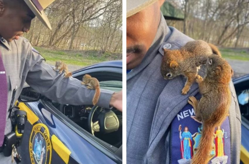  Cop Spots Infant Squirrels Within The Street And Makes Two Modest Modern Companions Whereas Protecting Them