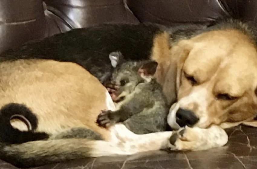  Lonely Beagle lurches upon vagrant child possum in terrace and chooses to receive him