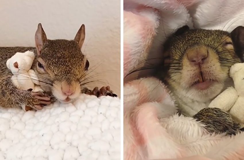  Squirrel Won’t Halt Embracing Her Favorite Toy Ever!