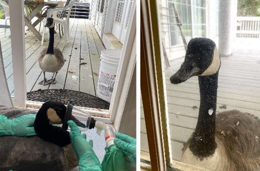  Goose Tracks Down Her Boyfriend After He Is Taken To The Clinic In A Stressed State