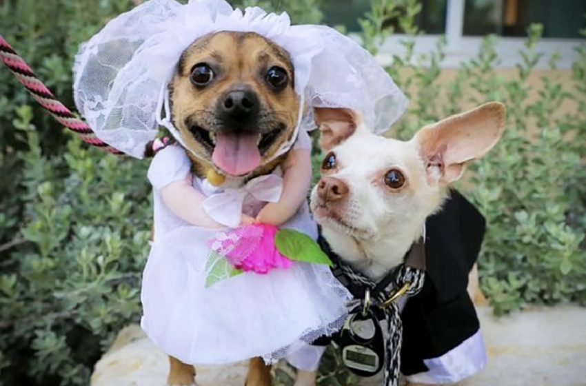  Indistinguishable protect mutts Shelled nut and Cashew get hitched in cute ceremony