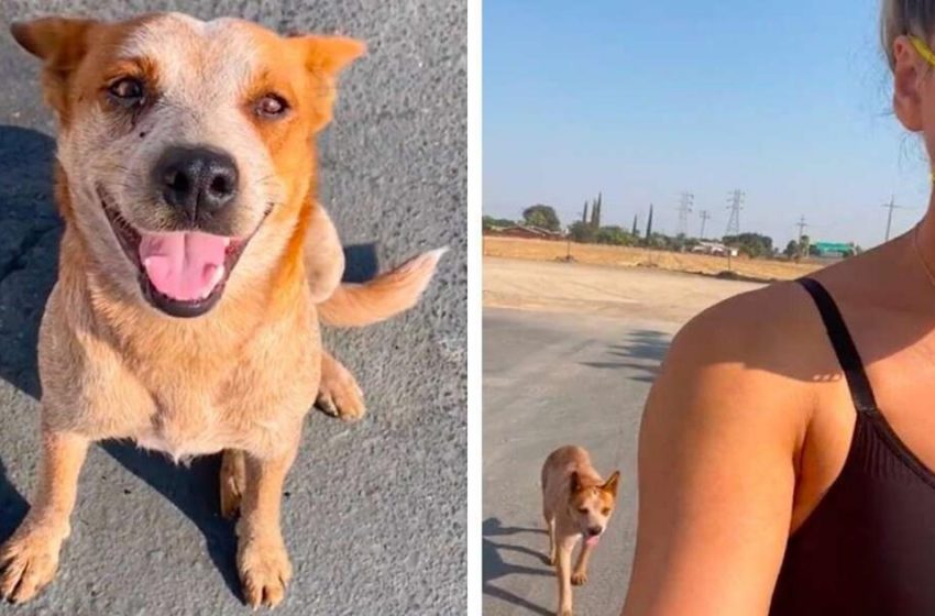  A canine surrendered at a gas station chosen to take after a pleasant lady domestic.