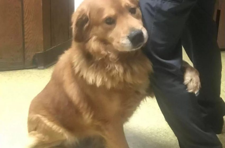  Dog abandoned in Walmart parking lot can’t stop hugging his rescuers