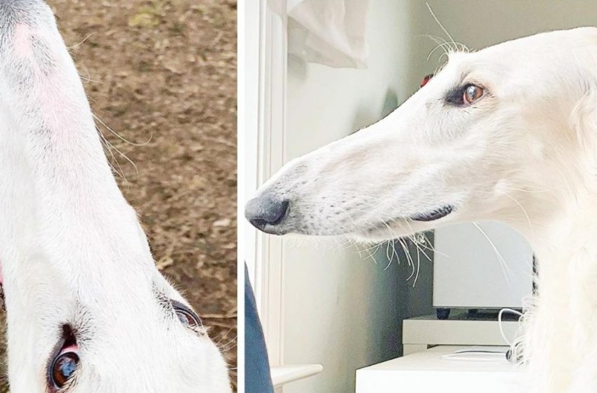  A greyhound named Eris has captivated internet users with her unrealistically long nose