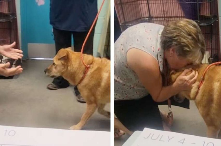  The poor dog finally reunited with her owner. The moment was really touching!