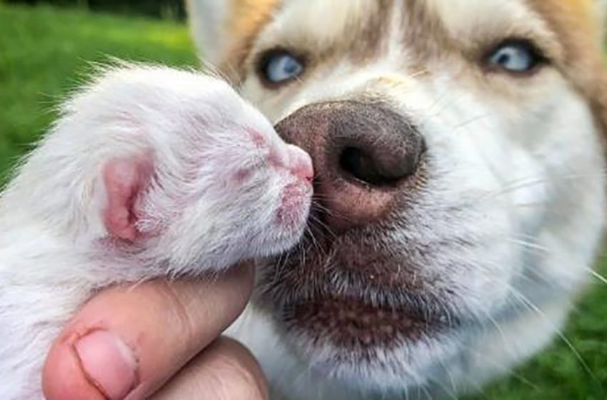  The kind husky saved the little kittens abandoned in the forest