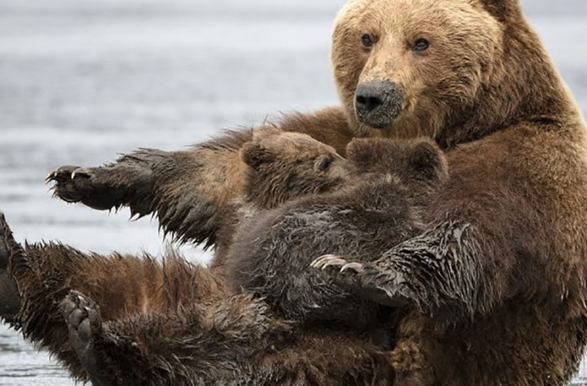  A photographer spotted an incredible moment of the mother bear stretching and feeding her babies like she was doing yoga!