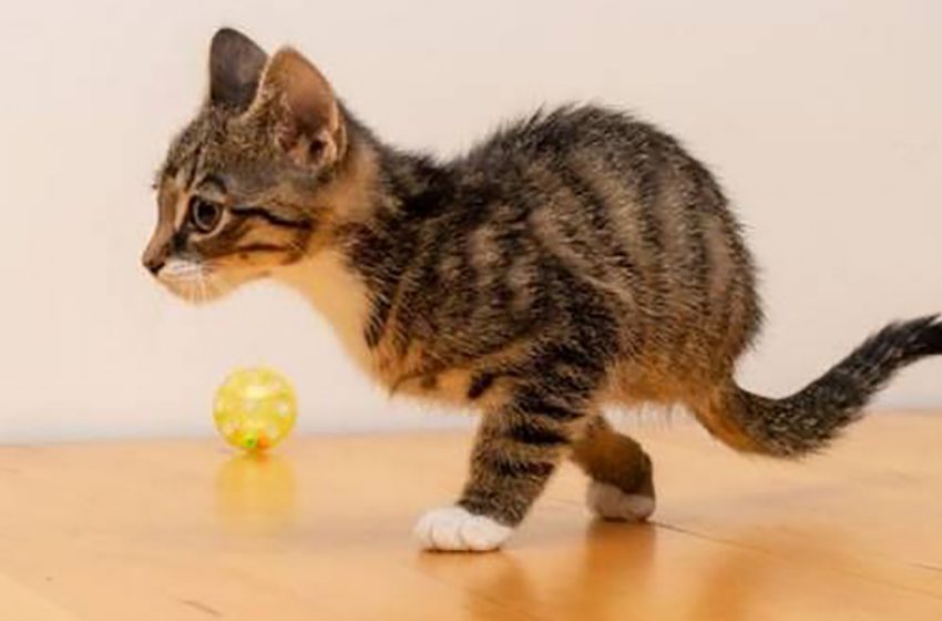  The little kittens were born with a rare defect but it doesn’t bother them to feel happy and active