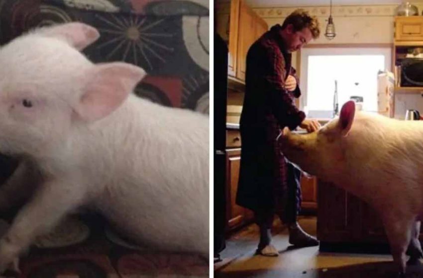  The couple thought they bought a mini pig, but then a real surprise was awaited them