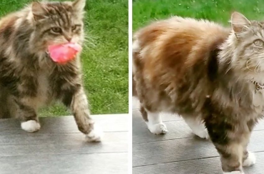  The kind and friendly cat was bringing flowers to her neighbors