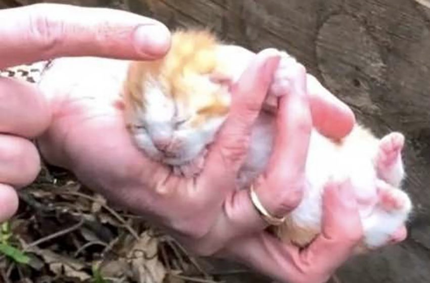  The poor cat and her kittens were saved from the hard condition