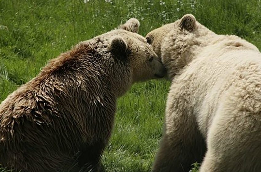  Two lovely bears created a  sweet love story in the shelter where they met