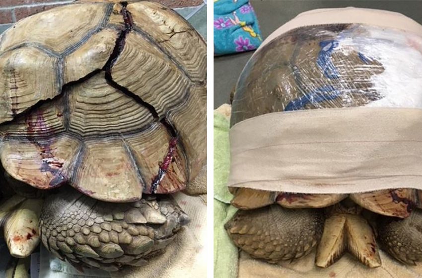  How the giant turtle with a crack on his shell was saved in San Diego