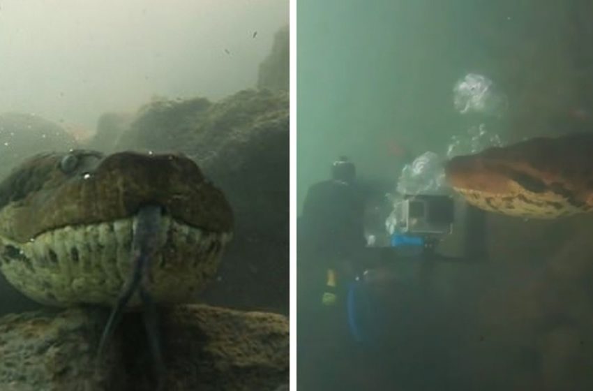  An unbelievable moment of a diver encountering a huge anaconda in Brazilian river