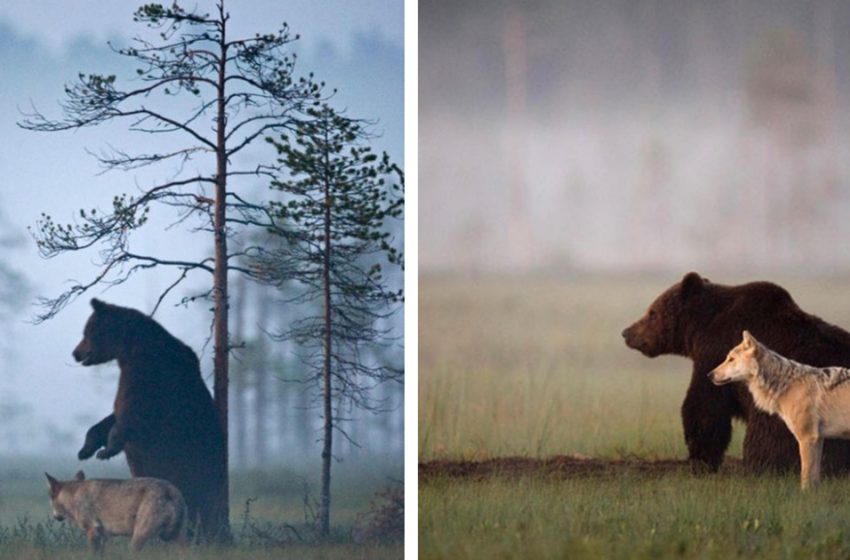  These pics of two different animals showing the incredible and harmonized beauty of the wilds