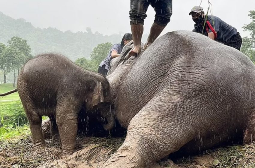  A heartbreaking scene of a baby elephant watching how the rescuers save her mother