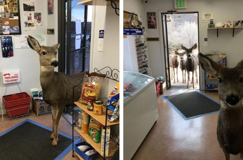  An amazing moment of an unusual customer entering the shop