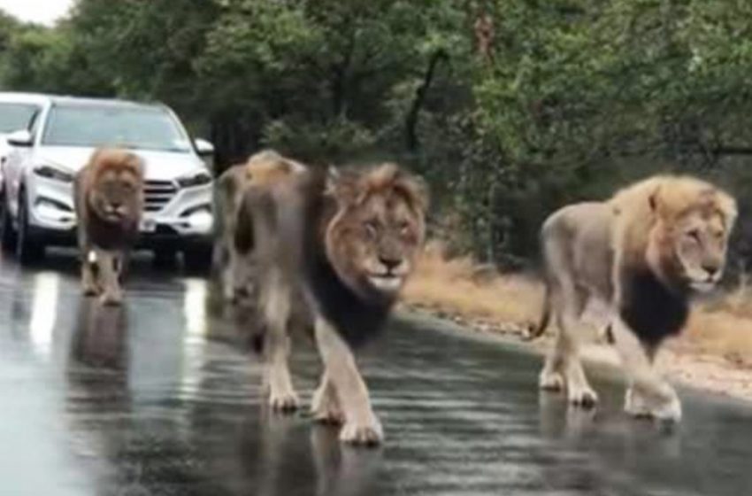  A wonderful moment of the powerful lions passing the road and blocking the traffic