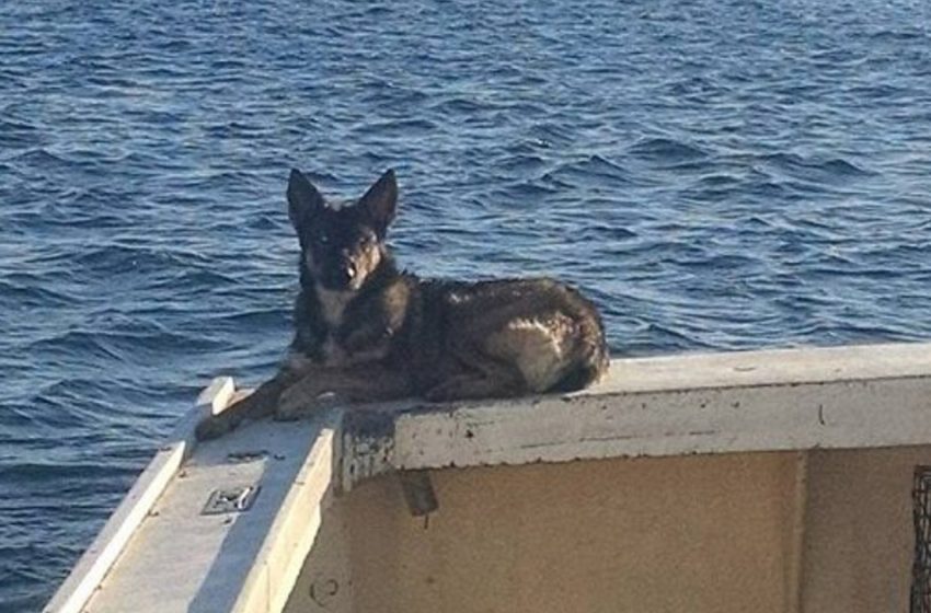  The incredible dog was found alive after 5 weeks of search in the ocean