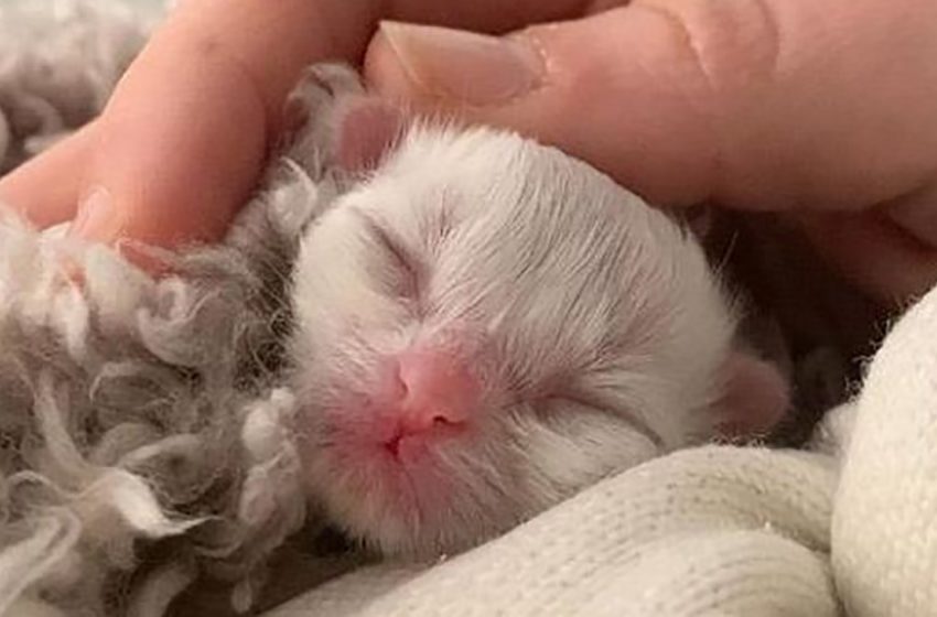  The kind pair decided to fight for the life of a newborn kitten, which was abandoned by his mom