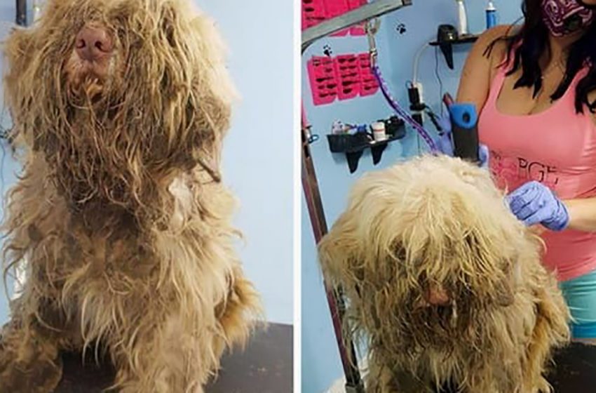  The poor dog with thick and tangled fur became unrecognizable after being sheared