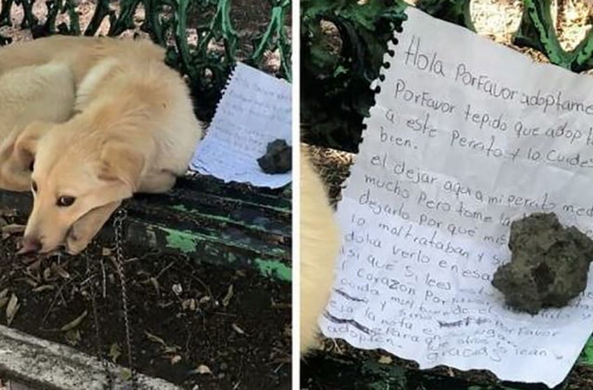  The kind-hearted boy left his dog in the park with a touching note to save his life