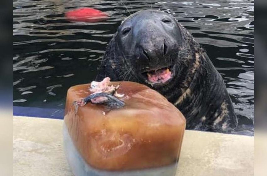  The lovely seal got thrilled by his 31st birthday cake