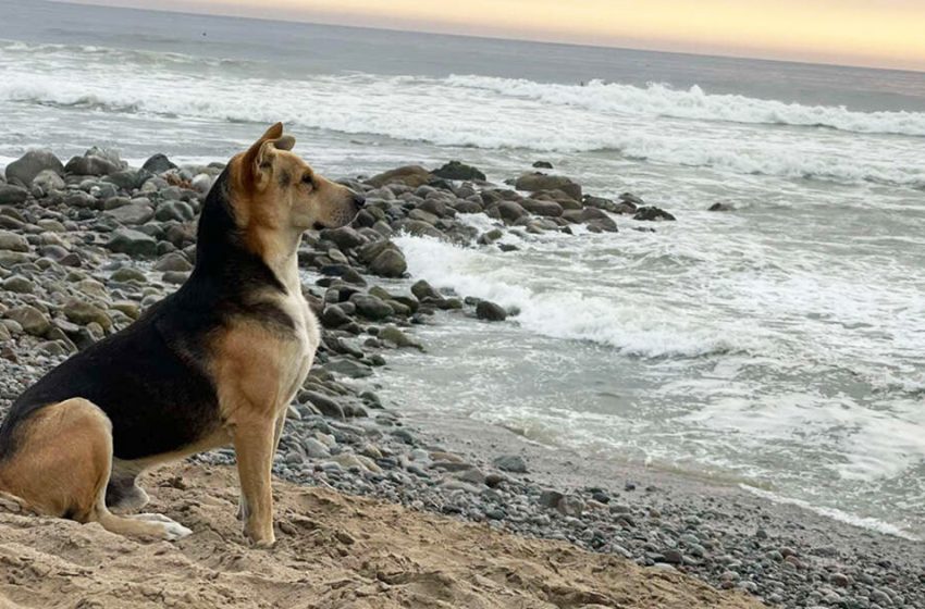  The loving dog remained devoted to his owner and patiently waited for him every day