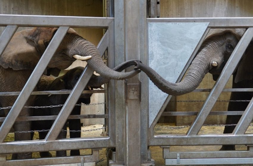  The wonderful reunion of the elephant’s family will touch your heart