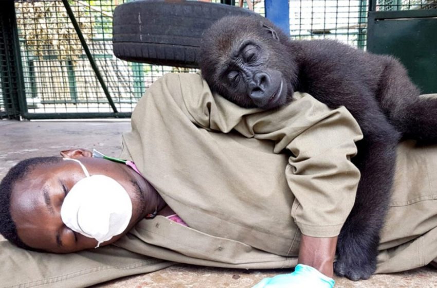  The rescued gorilla began to feel himself comfortable and joyful with his savior