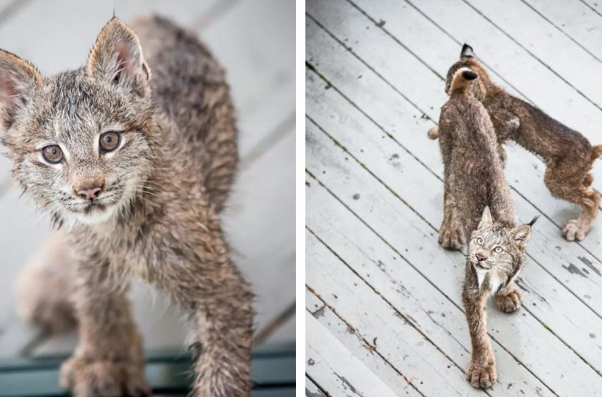  The photographer got shocked seeing the wonderful lynx family on his porch and made incredible pics