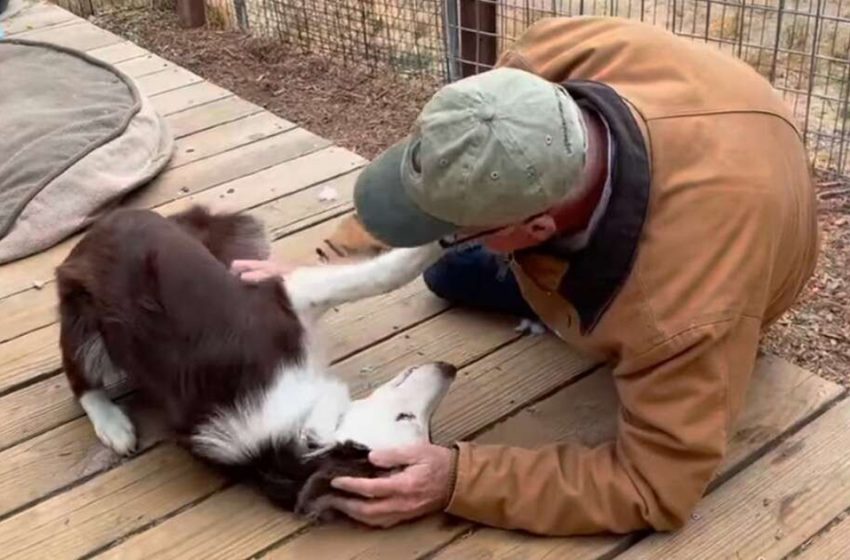  A lovely scene of a poor dog reuniting with his rescuer after a while