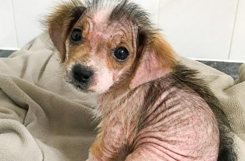  Miraculous transformation: how love and care changed the little puppy