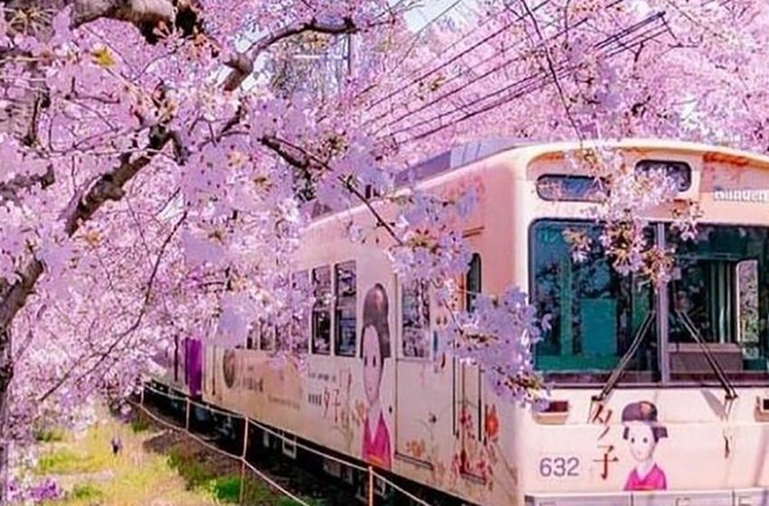  Some miraculous photos that show the beauty of hanami — the Japanese cherry blossom festival