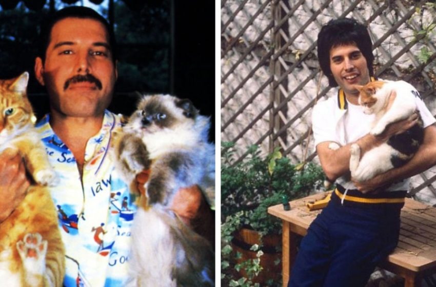  Some adorable pics proving the fact that the real cat lover in the world is Freddie Mercury