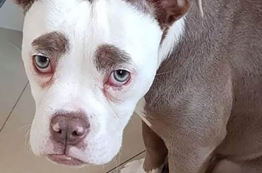  The sadest dog named Madame Eyebrows will melt your heart with her appearance