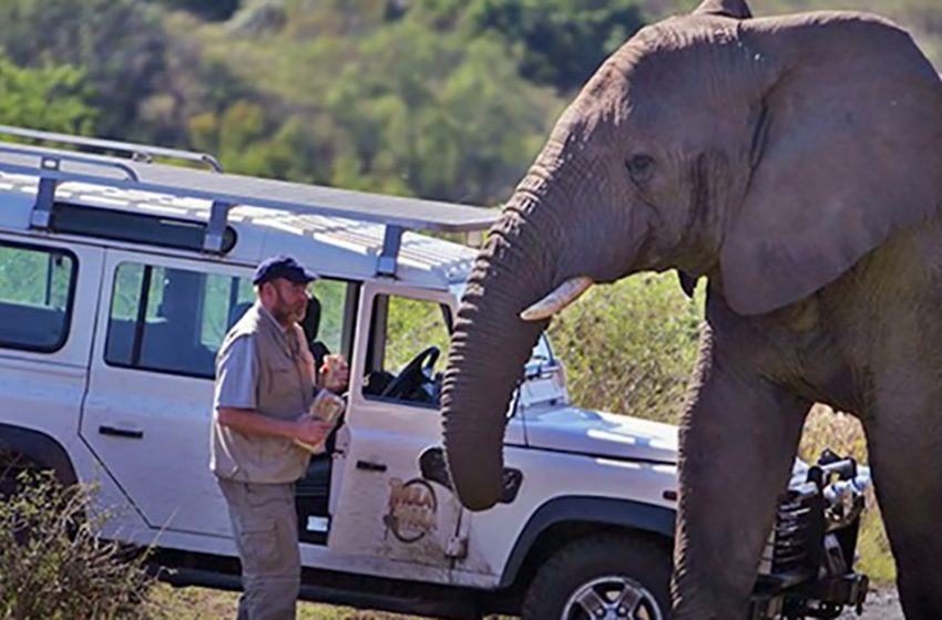  The herd of elephants didn’t forget the help of the pensioner and came to him to farewell him when he got weak