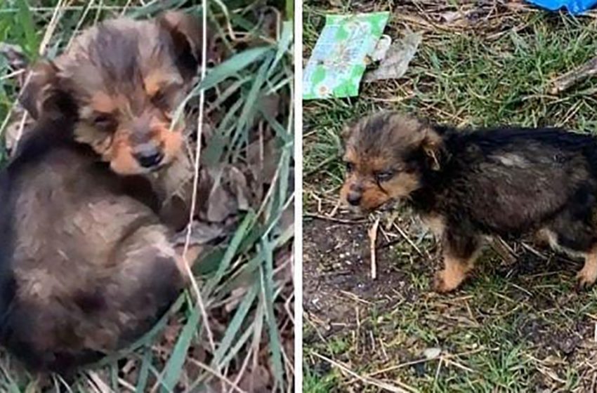  The caring man looked after a sick puppy found in the forest and made him unrecognizable