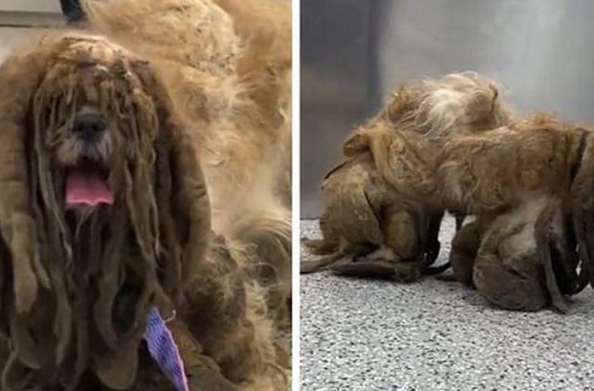  A dog with matted hair was trimmed and surprisingly turned to a handsome man