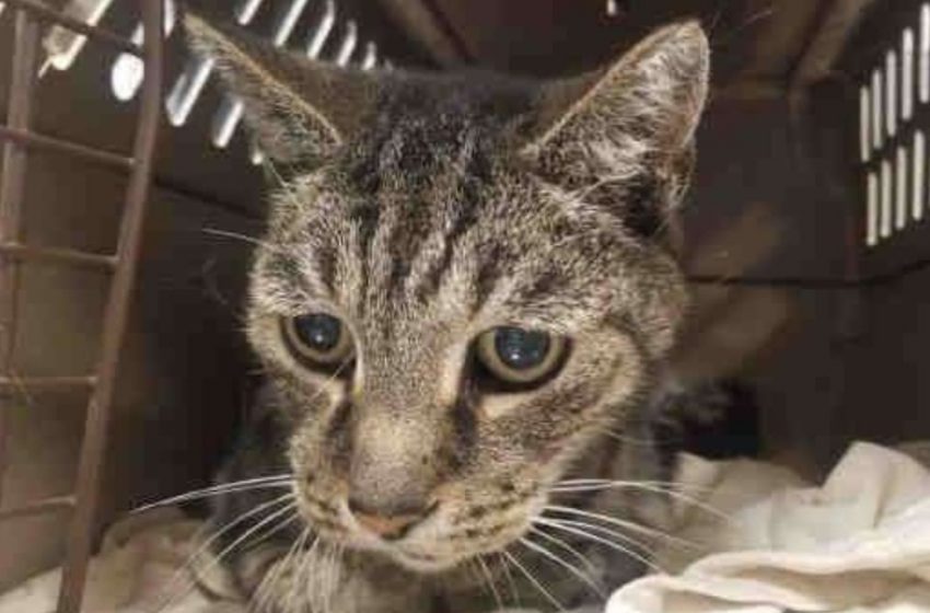  19-year-old cat hugged his owner, whom he had not seen for 7 years, and the man could not hold back his tears