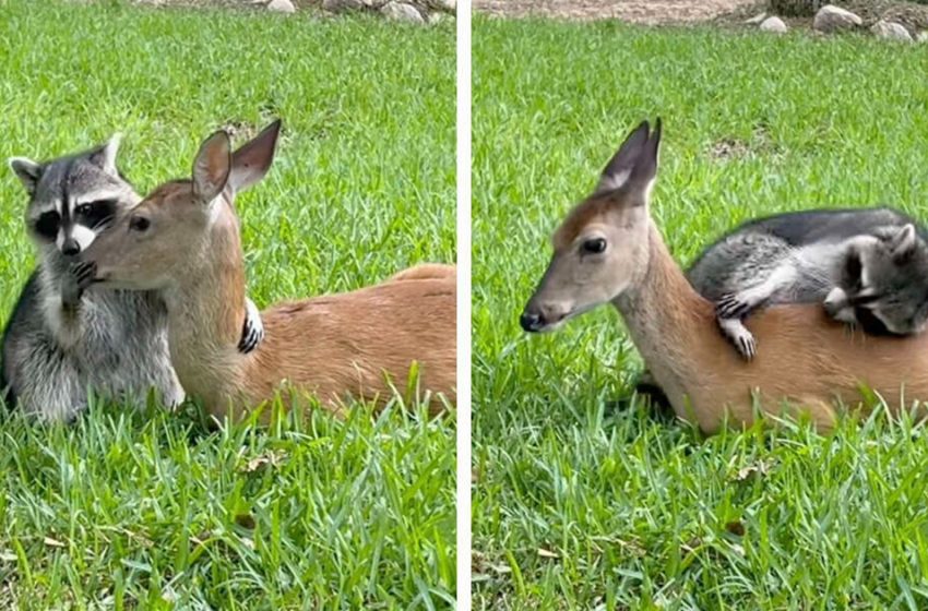  Two lonely and abandoned animals have created a lovely friendship at the sanctuary