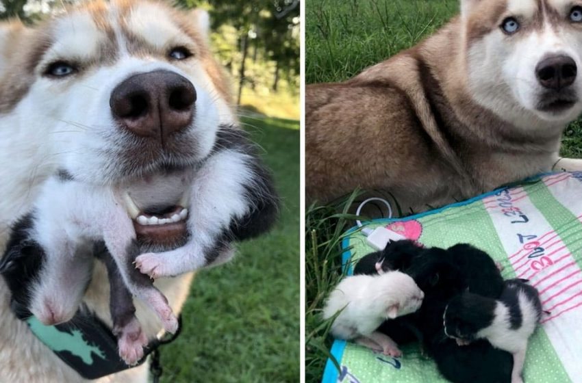  The clever husky rescued seven kittens abandoned in the woods in a box