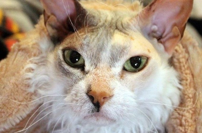  The family brought home a domestic cat which later was found to be a miraculous creature