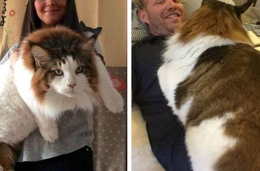 the-largest-cat-in-new-york-which-is-more-than-a-meter-in-length-and