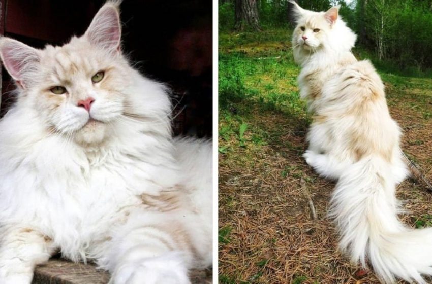  Maine Coon named Lotus conquers the hearts of users with his gorgeous look!