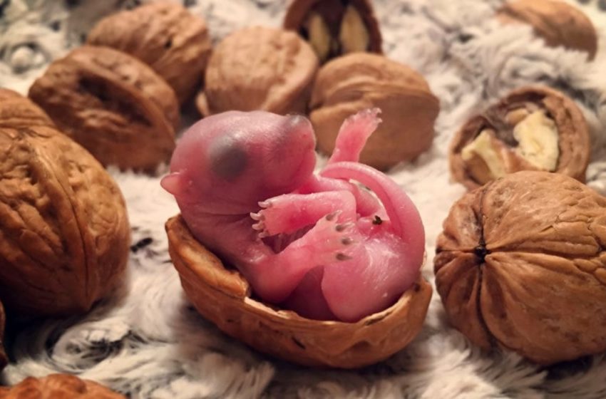  The newborn squirrel was found by kind people and raised to a real cutie