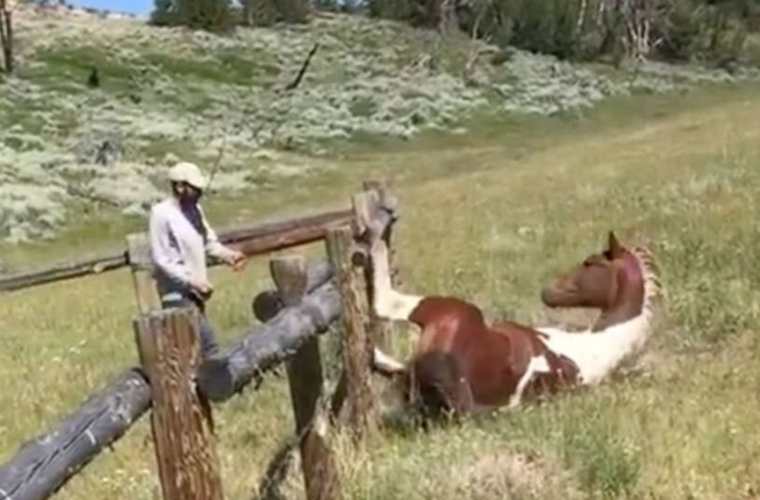  A touching scene the kind man saves the poor horse stuck in a fence